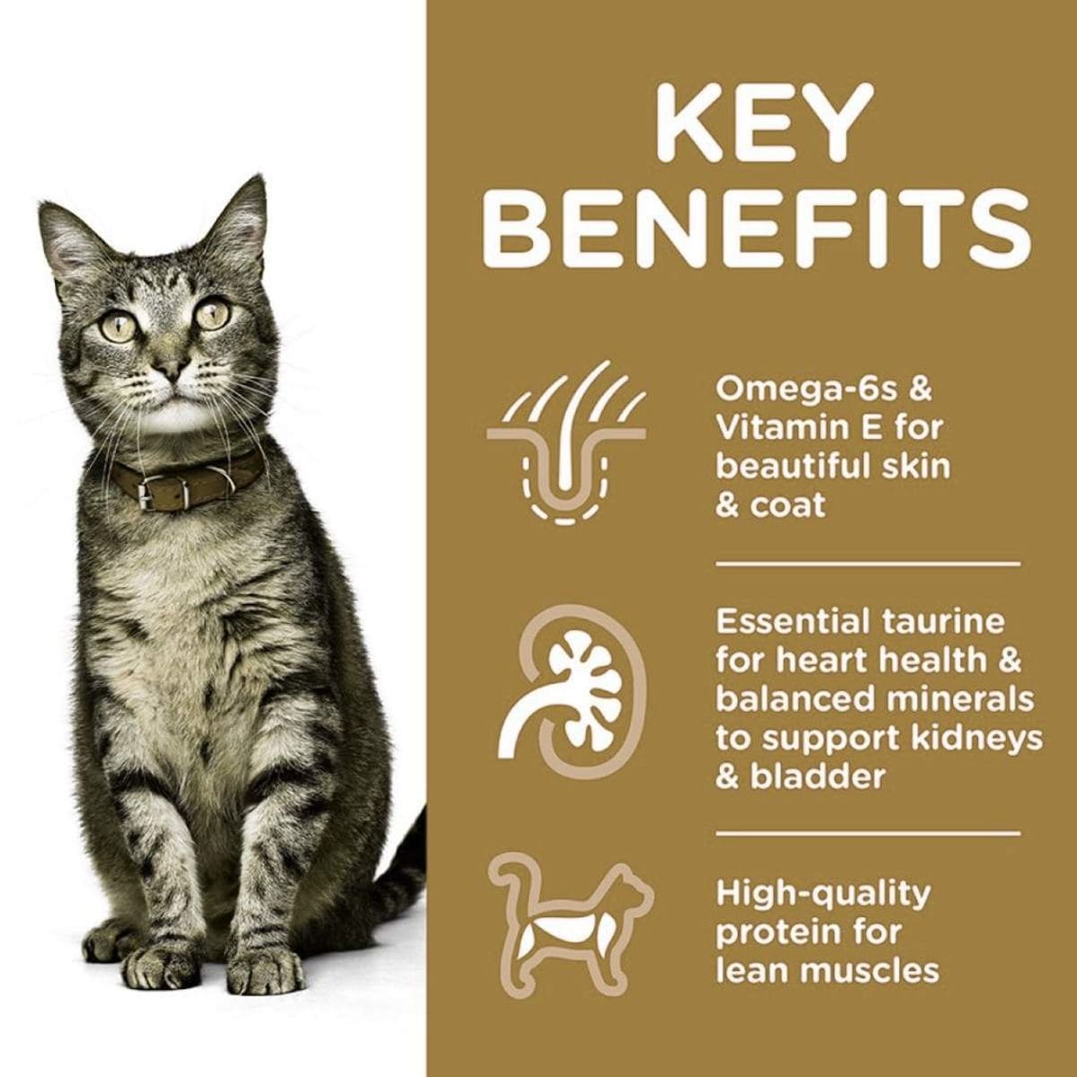 Cat with key benefits of a pet food product on a brown background
