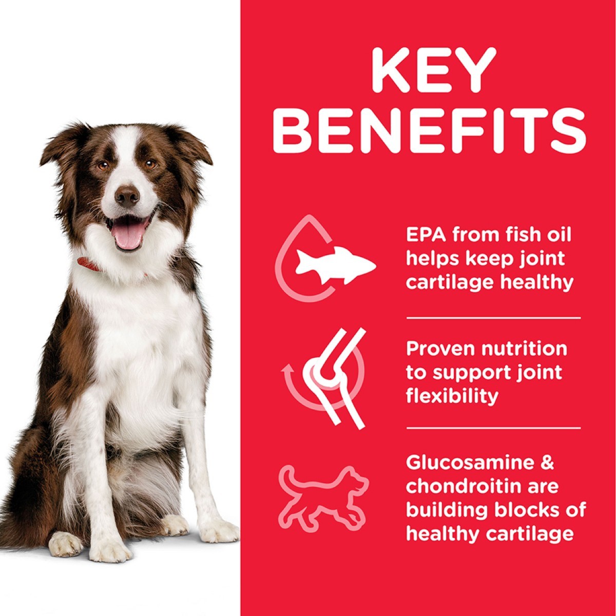 Mobility care for dogs
