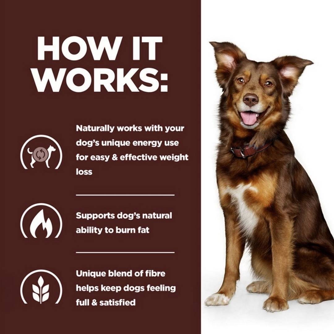 Dog sitting next to a brown background with text about weight loss for dogs.