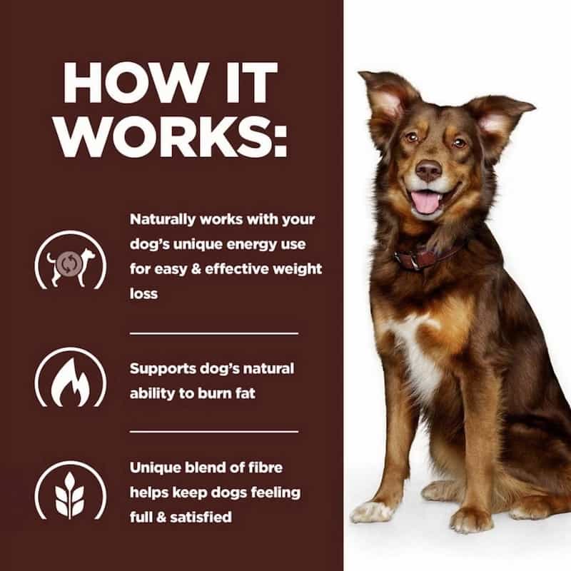 Dog sitting next to a brown background with text about weight loss and fiber benefits for dogs.