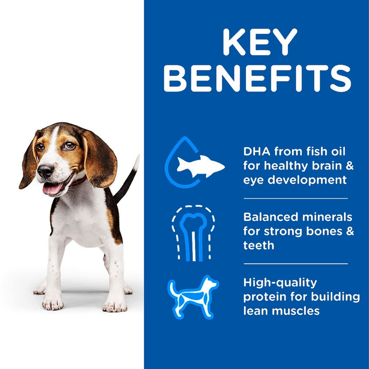Dog with key benefits of a pet food product on a blue background