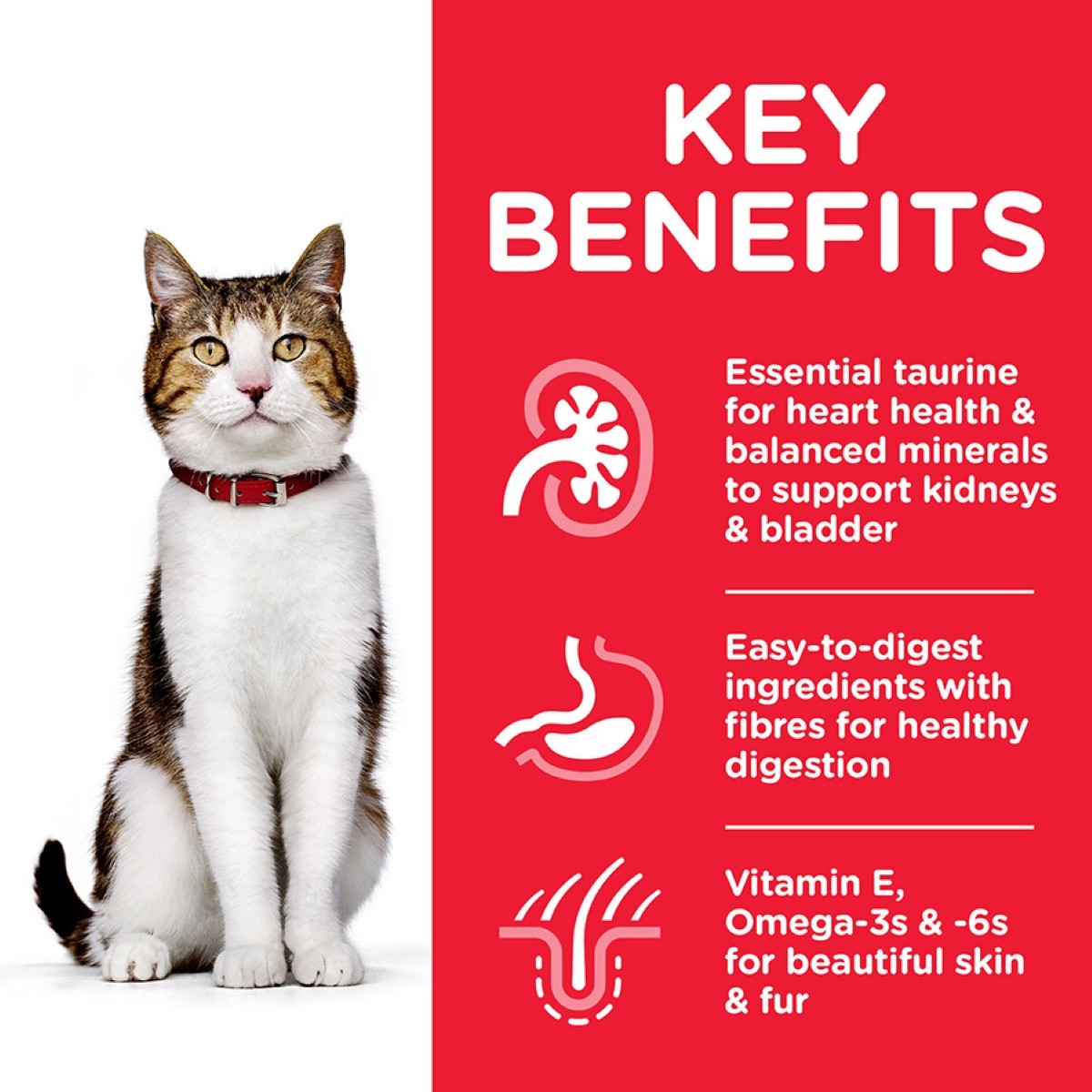 Balanced senior cat diet