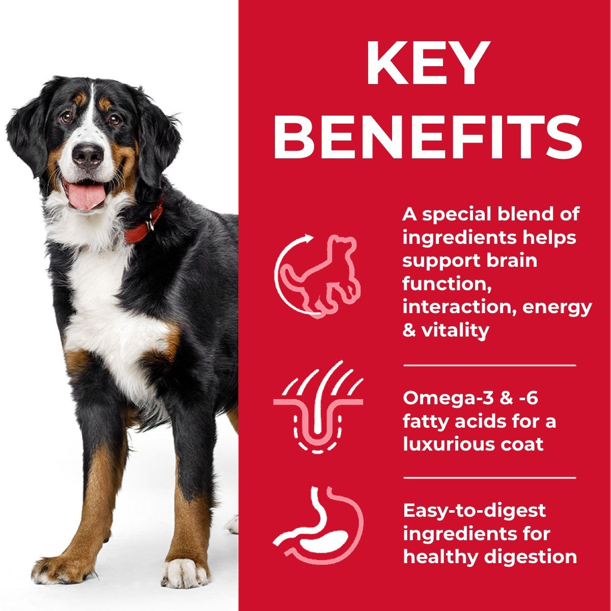 Dog with key benefits text on a red background