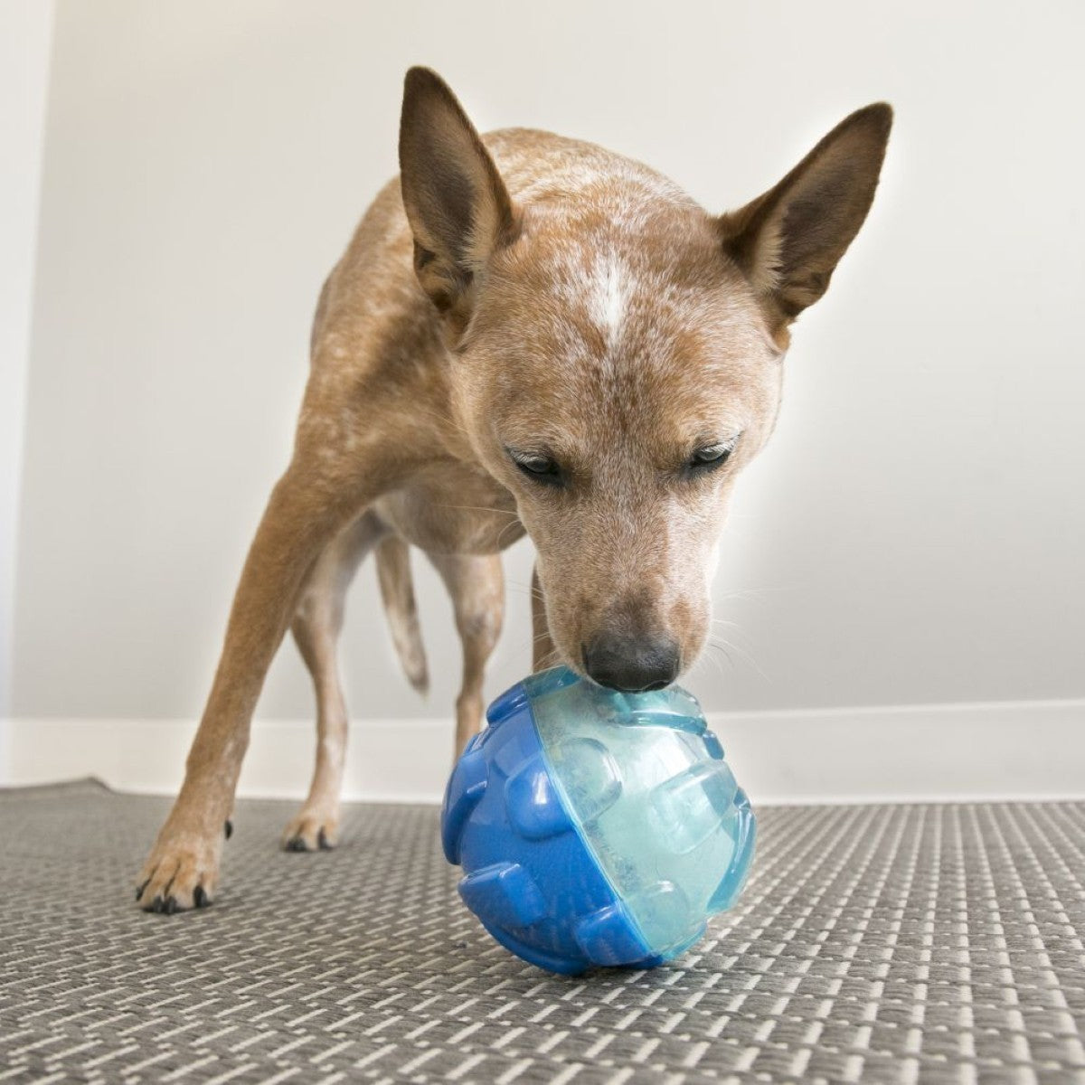 Dog playing with a blue and clear ball toy on a carpeted floor.