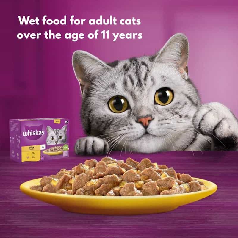 Cat food for adult cats over 11 years old with a Whiskas box on a purple background