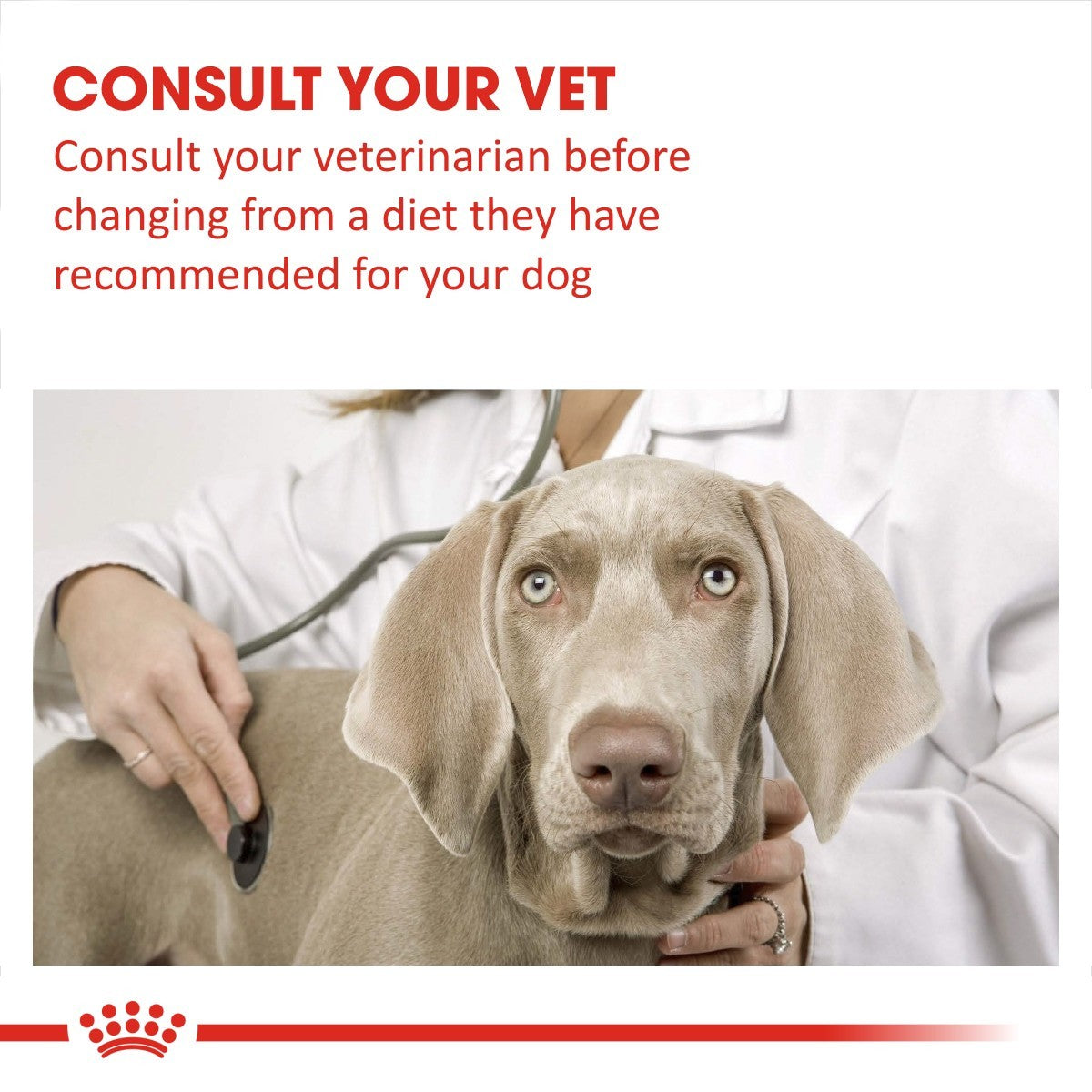 Dog being examined by a veterinarian with text advising to consult the vet before changing the dog's diet.