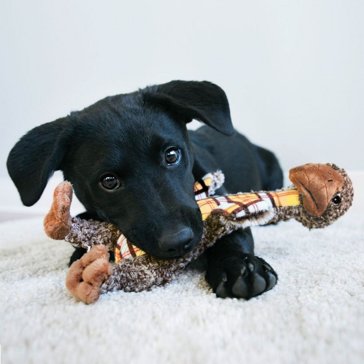 Black puppy playing with a chew toy on a white surface