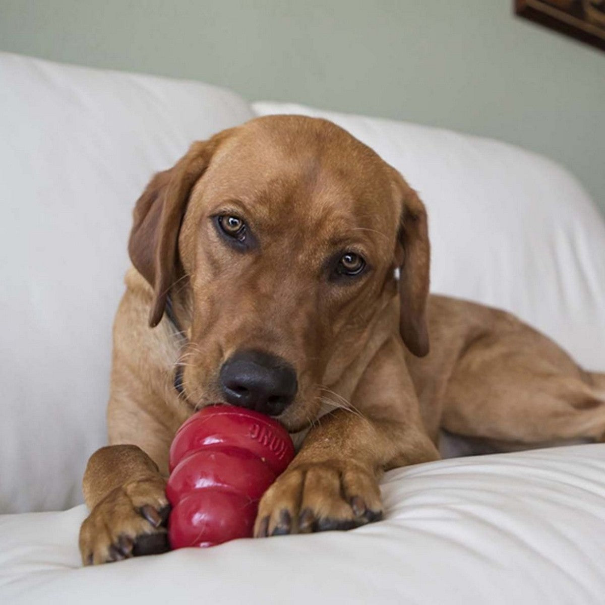 Dog chewing on a red KONG toy on a white couch.