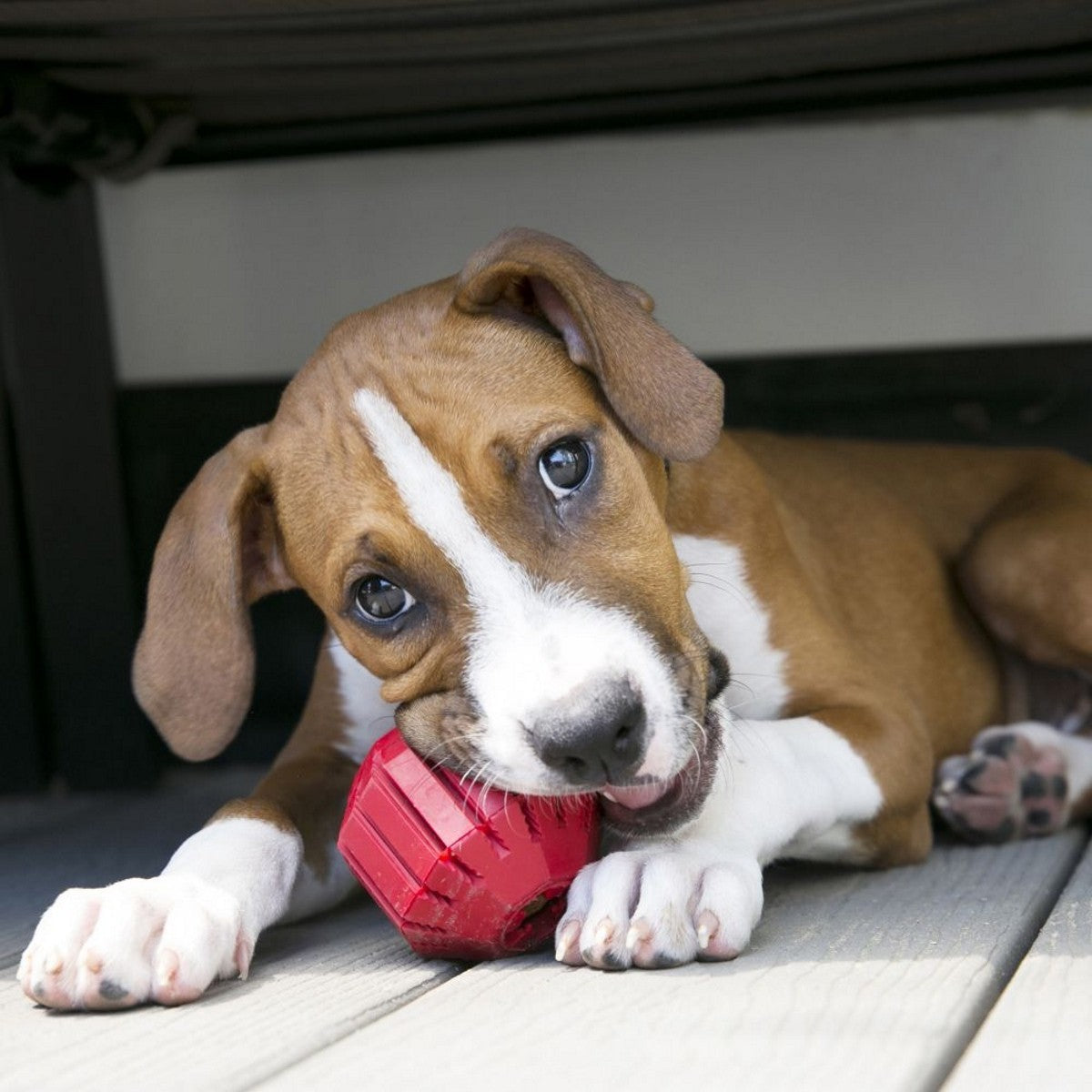 Puppy playing with a red toy on a wooden floor