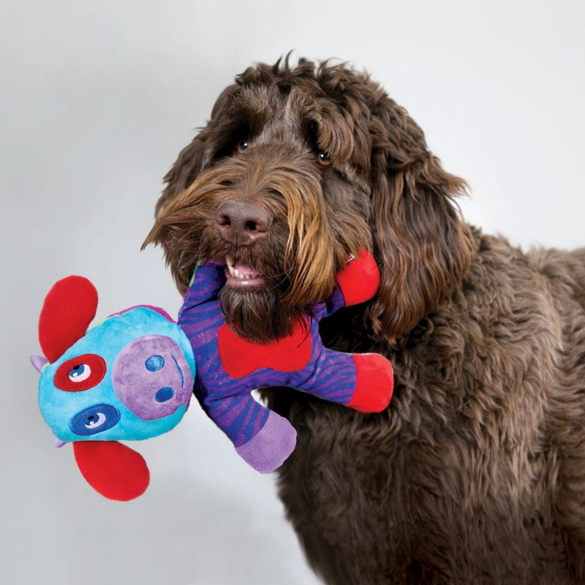 Dog holding a colorful toy with a plain background