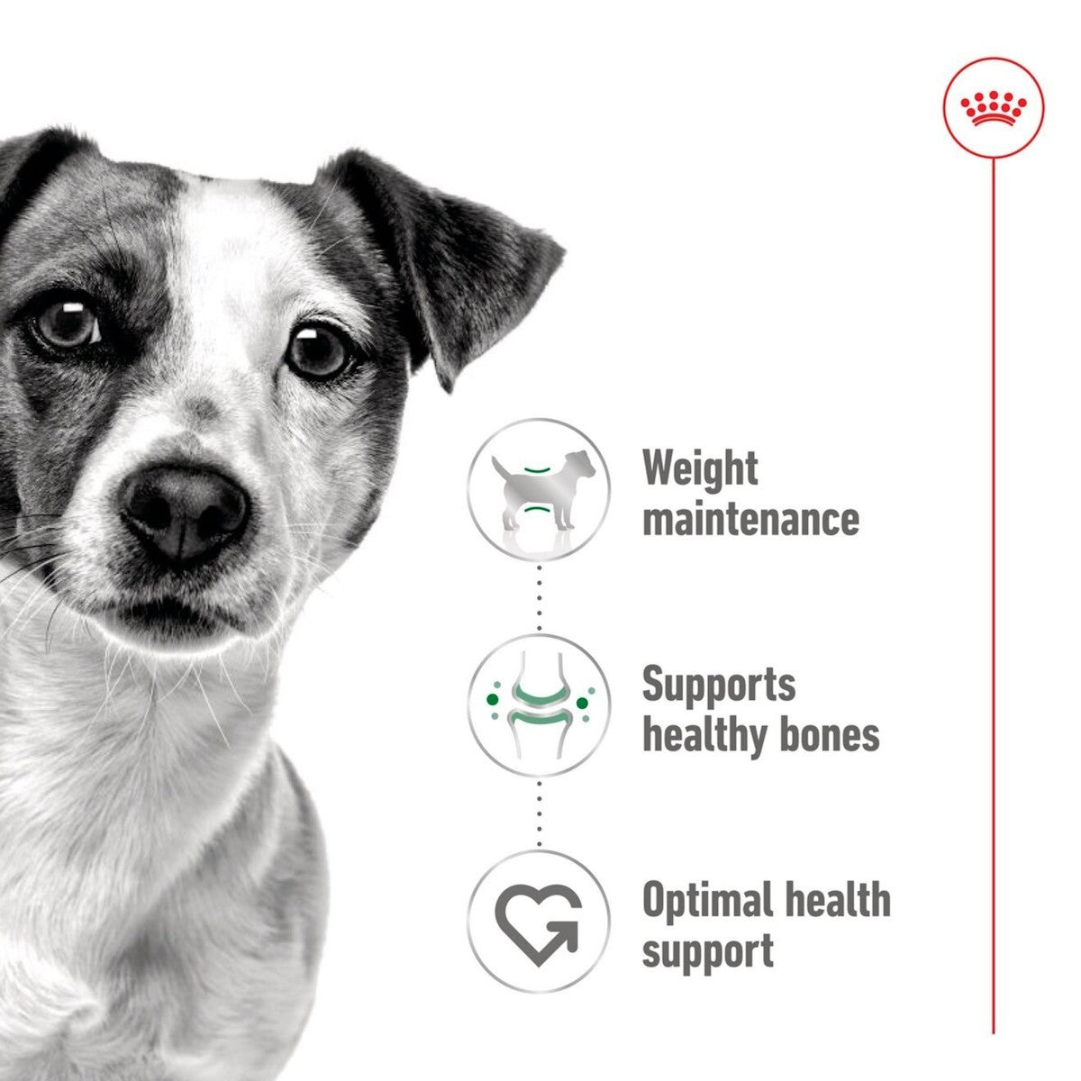 Dog with health benefits text on a white background