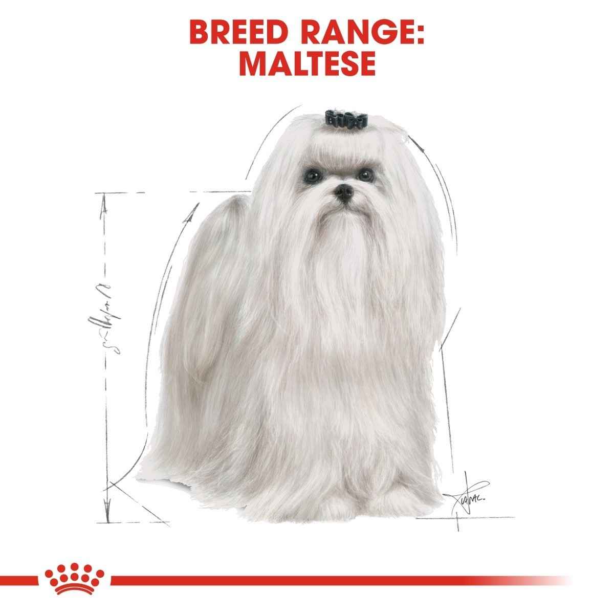 Maltese dog illustration with breed range text and Royal Canin logo.