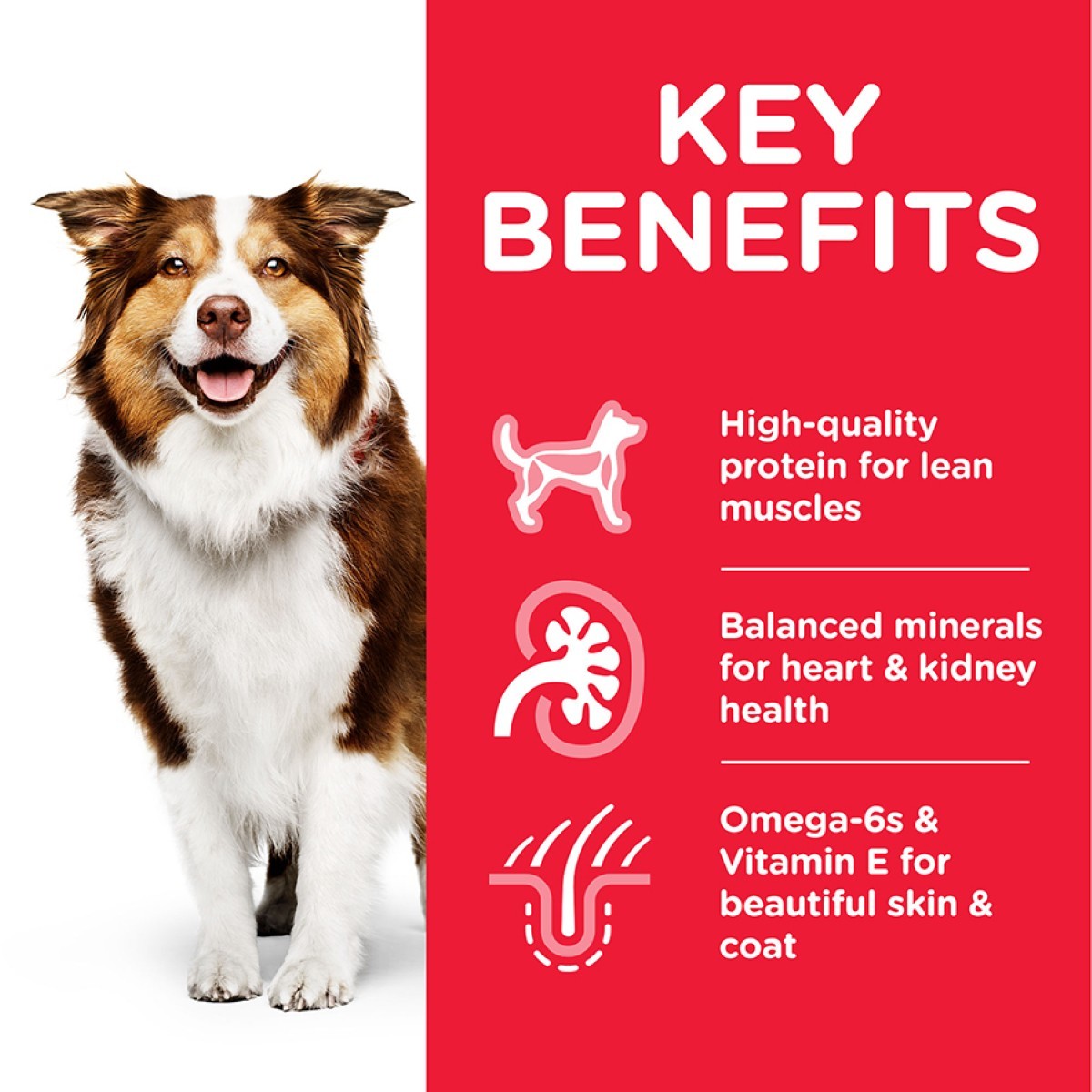 Senior dog dry food
