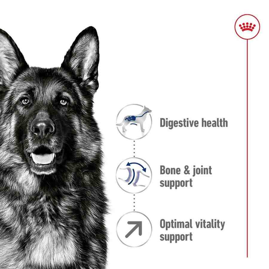 German Shepherd with health benefits listed on a white background