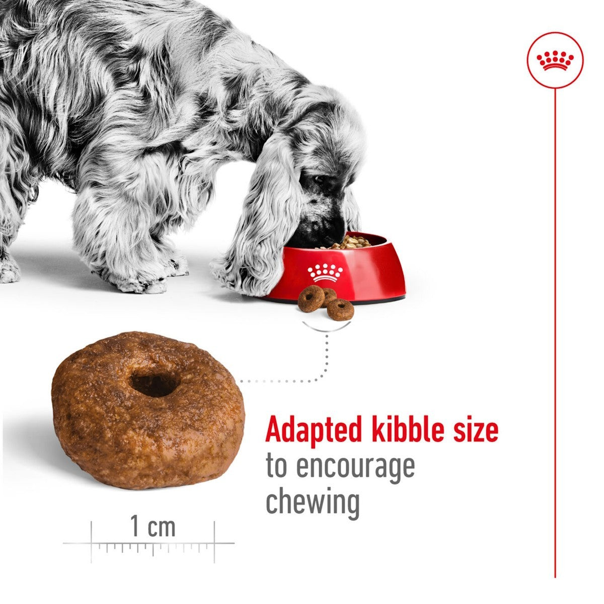 Dog eating from a red bowl with a donut-shaped kibble and text about adapted kibble size.