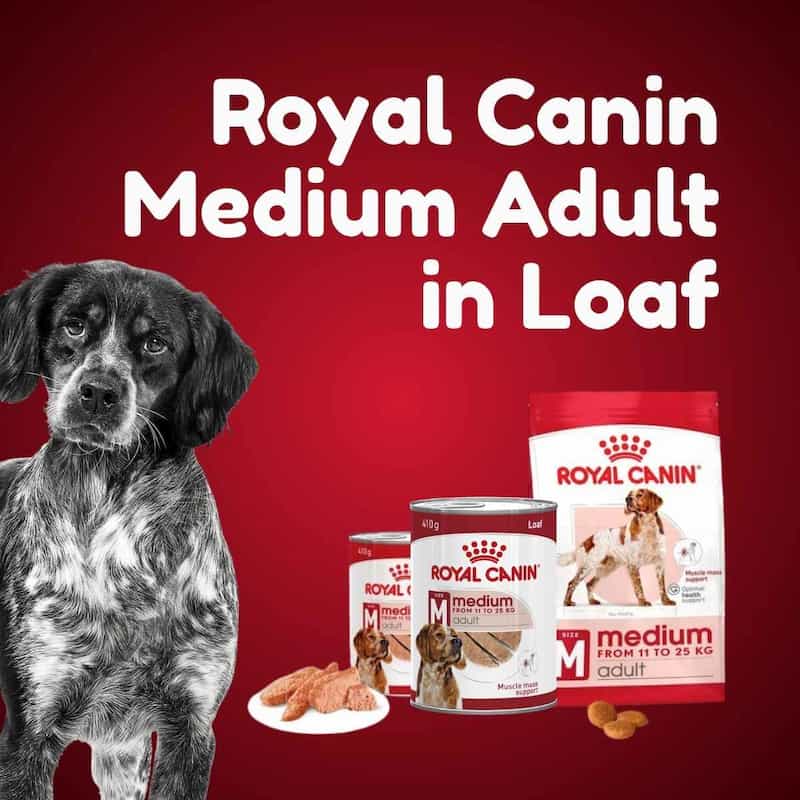 Dog next to Royal Canin Medium Adult pet food products on a red background