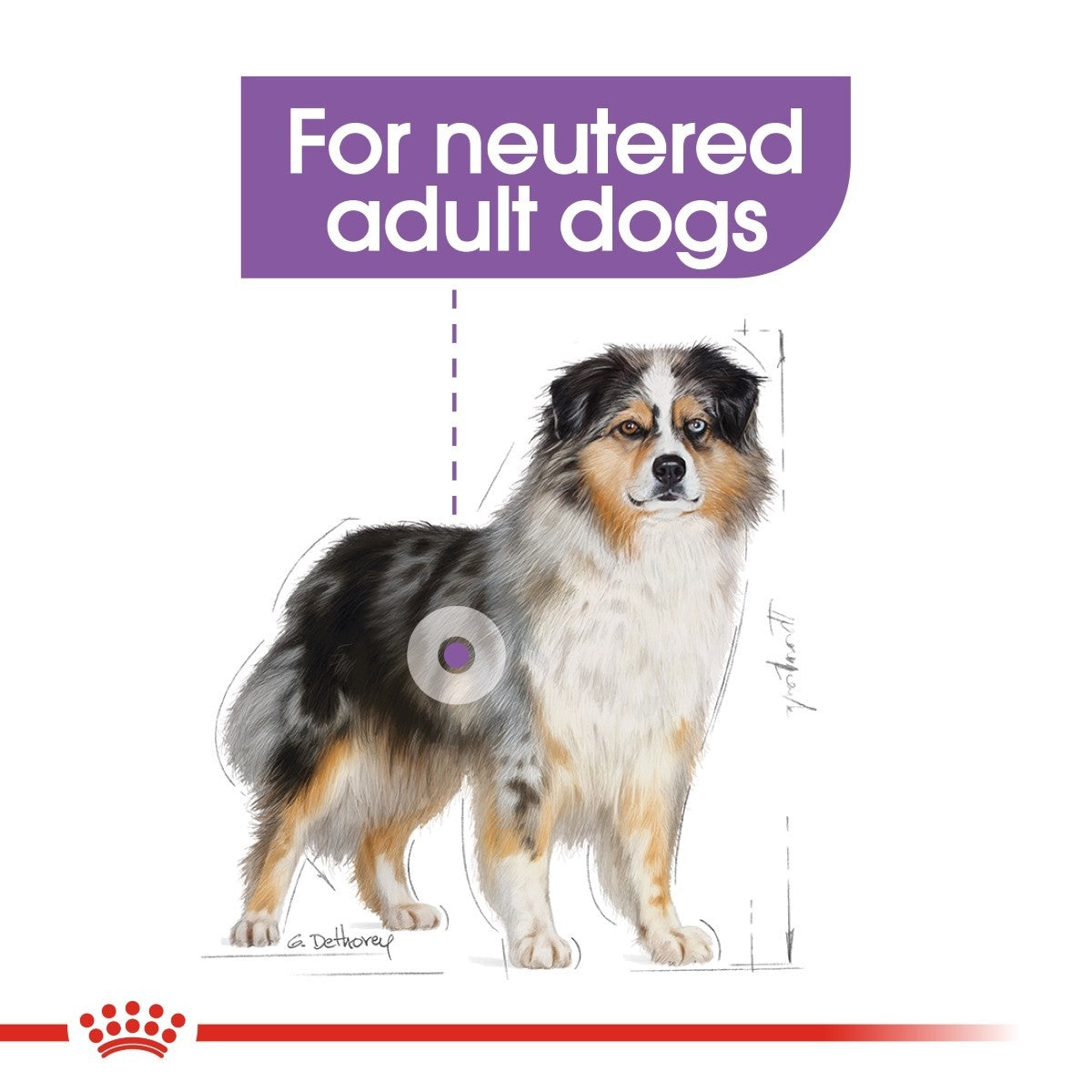 Dog illustration with text 'For neutered adult dogs' on a white background