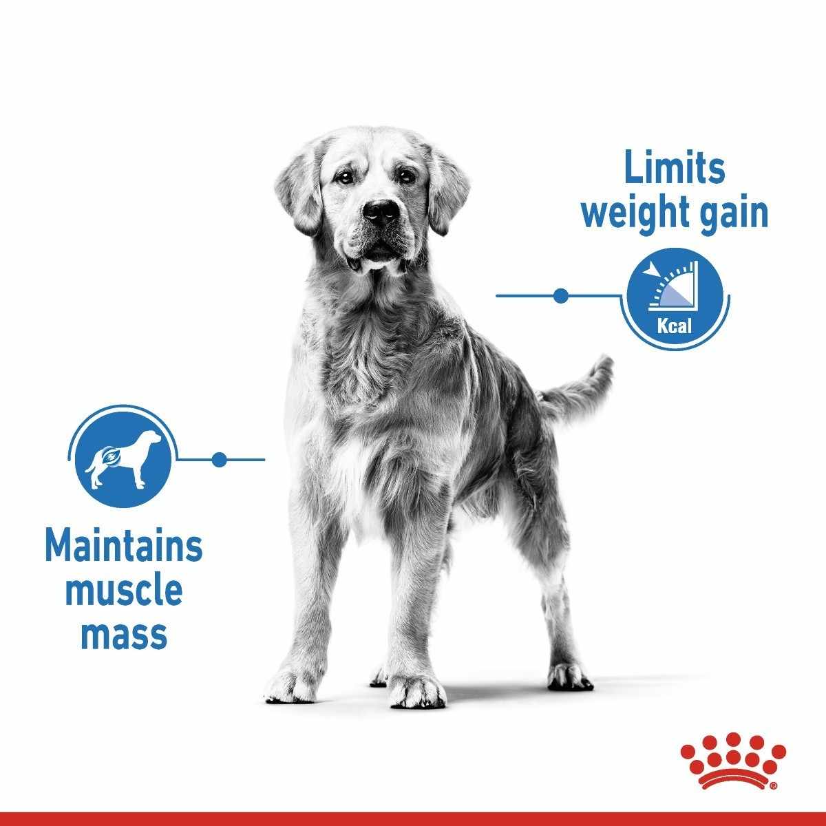 Dog standing on a white background with text about weight gain and muscle mass, and a Royal Canin logo.