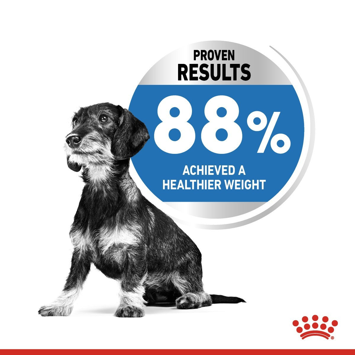 Dog with a health label showing 88% weight loss success rate on a white background