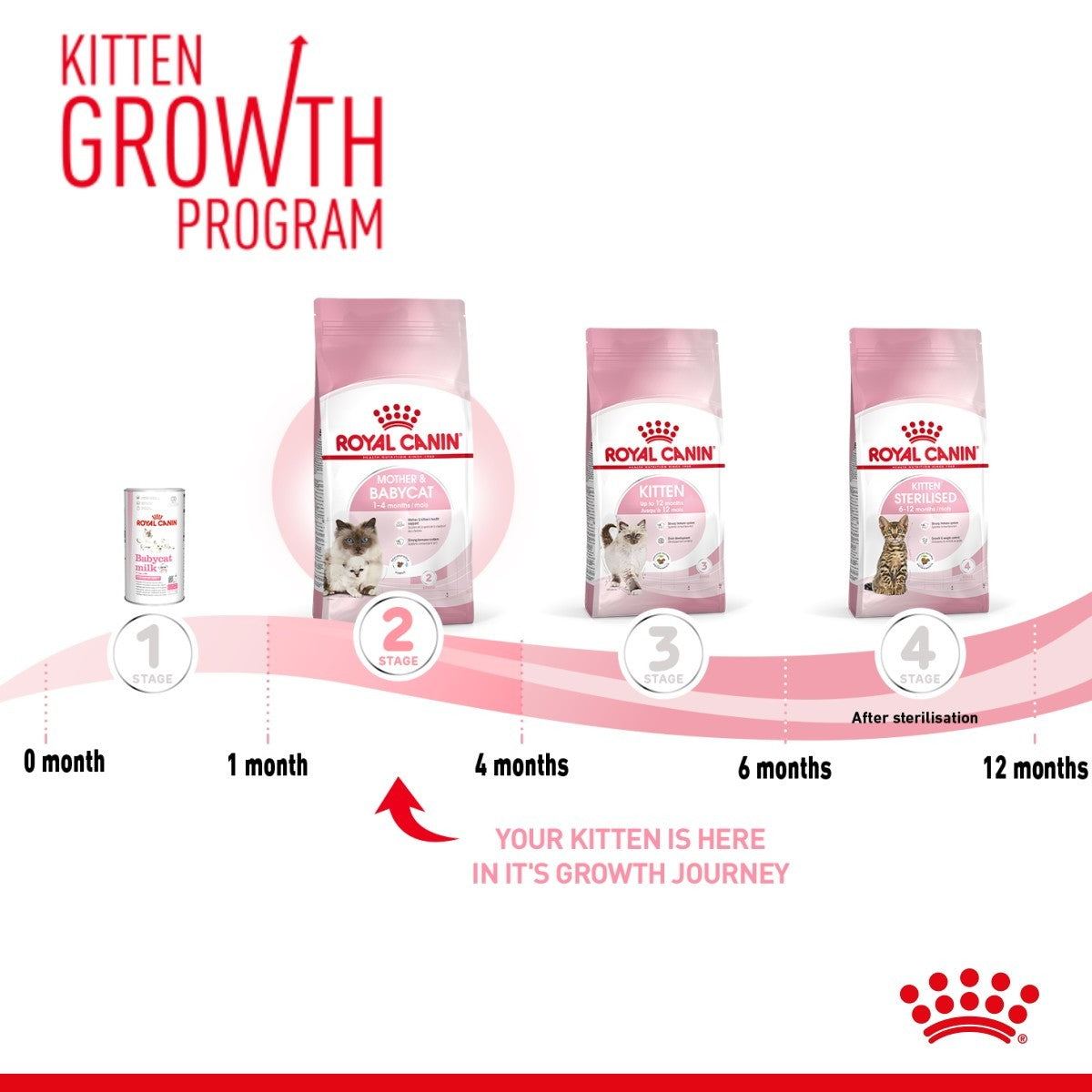 Royal Canin Kitten Growth Program with product stages and timeline on a white background