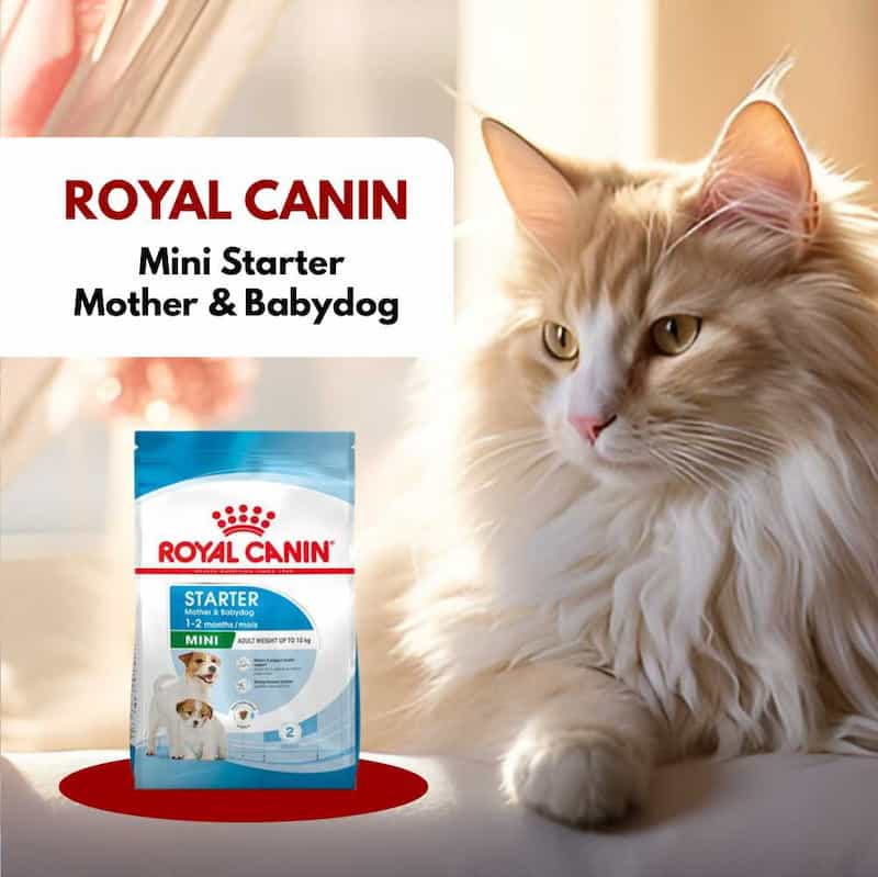 Cat sitting next to a Royal Canin Mini Starter Mother & Babydog food package.