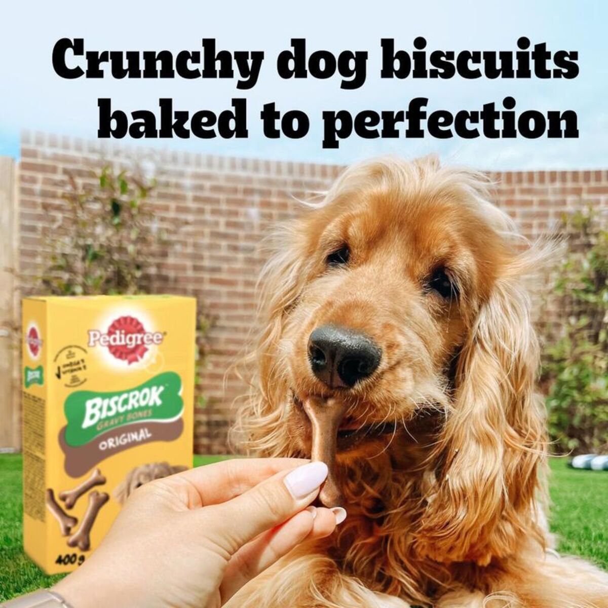 Dog enjoying a Pedigree Biscrok Original biscuit with a box in the background.