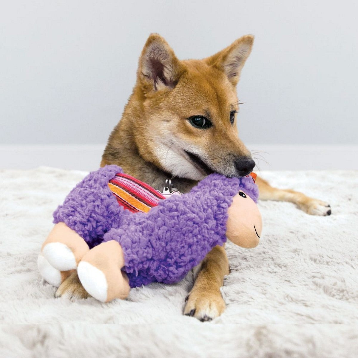Dog playing with a purple plush toy on a light gray surface