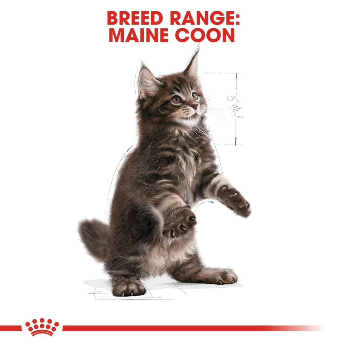 Maine Coon kitten on a white background with breed range text above.