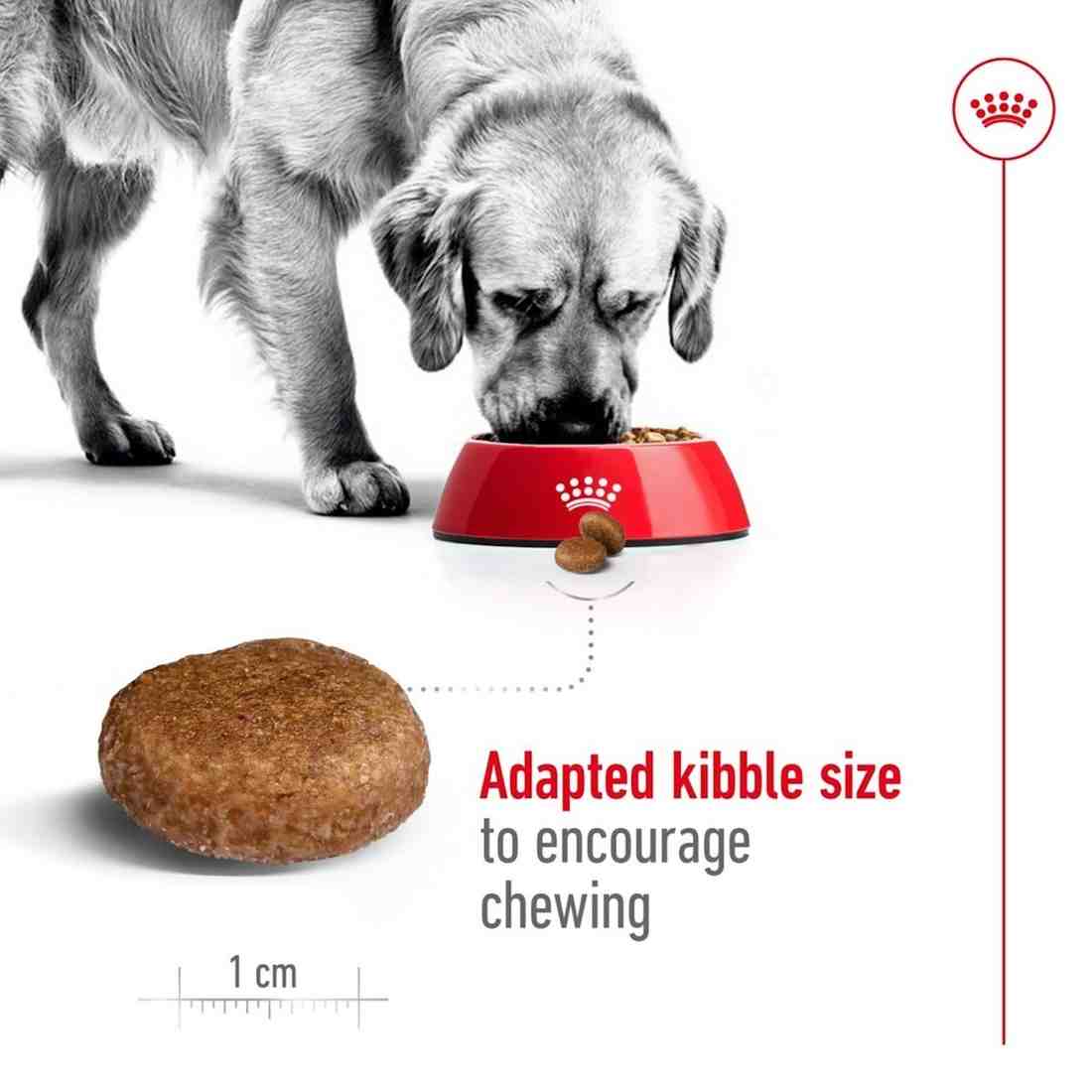 Dog eating from a red bowl with kibble and a measurement of adapted kibble size.