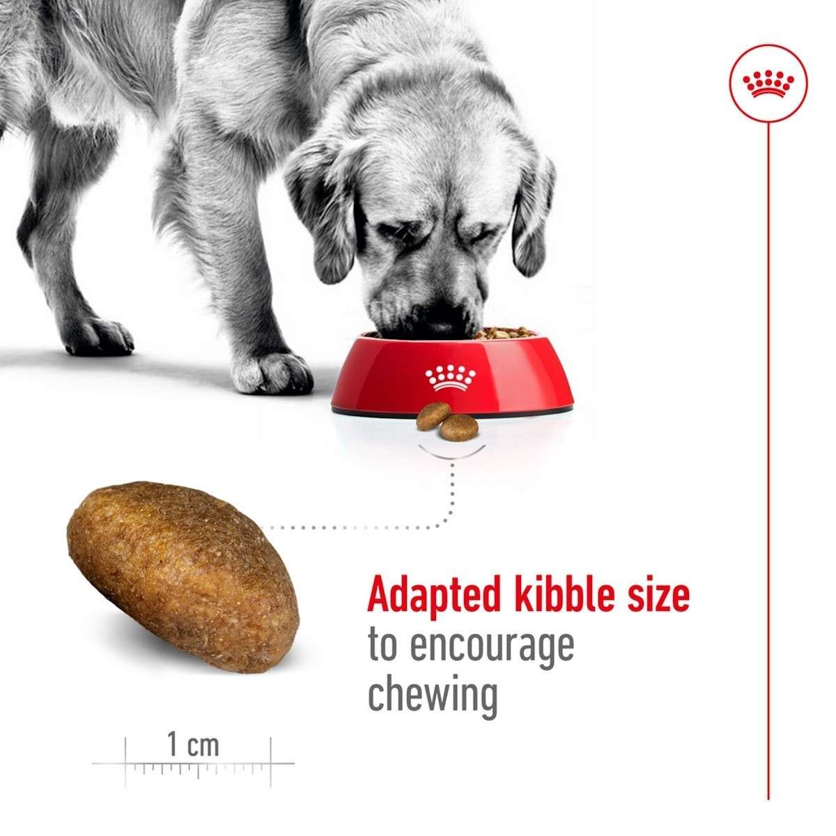 Dog eating from a red bowl with kibble, showing adapted kibble size for chewing.