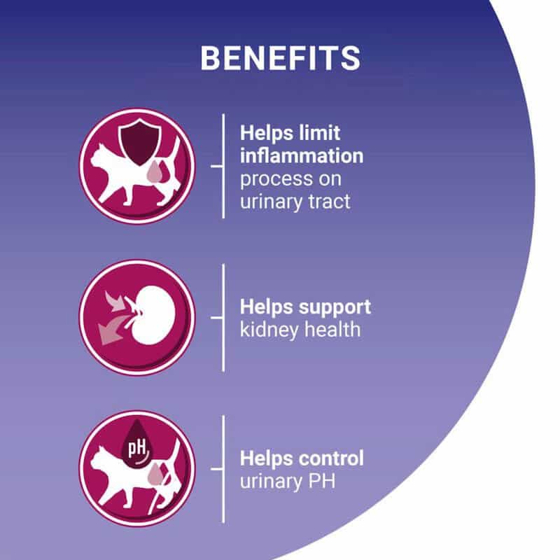 Cat health benefits on a purple background with icons and text.