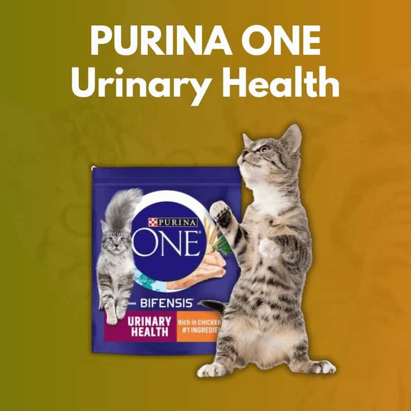 PURINA ONE Urinary Health cat food package with a cat on a gradient background