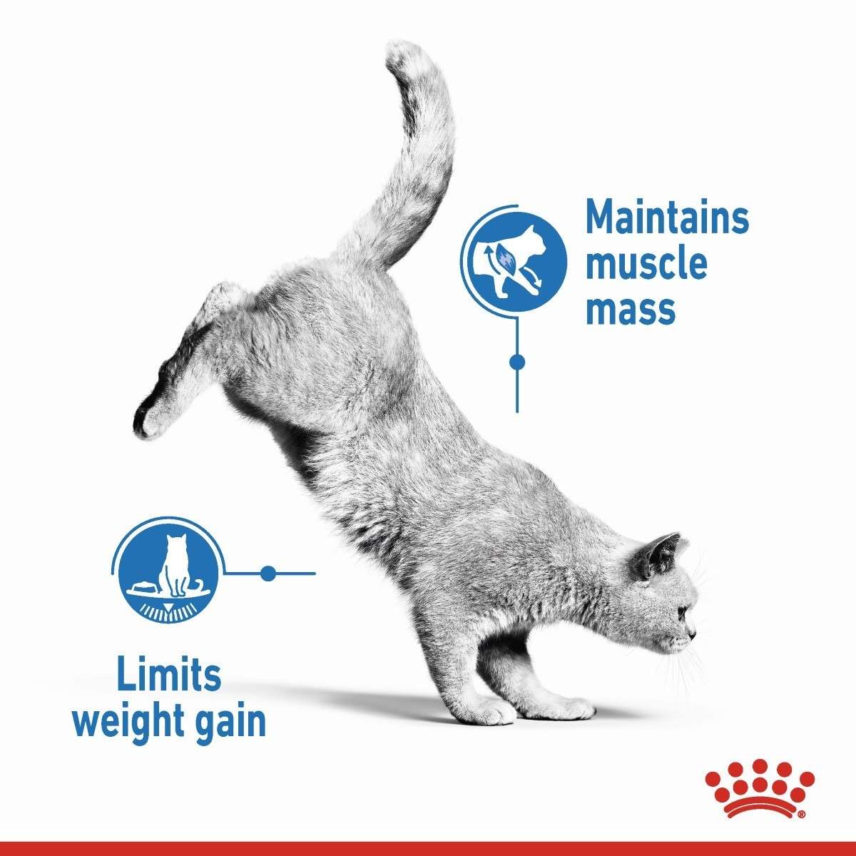 Cat maintaining muscle mass and limiting weight gain with a brand logo at the bottom.
