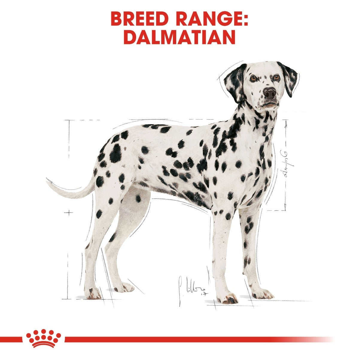 Dalmatian dog illustration with breed range text on a white background