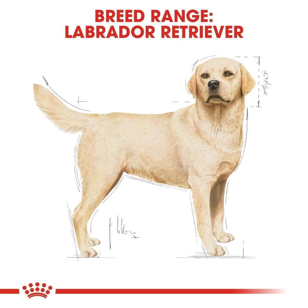 Labrador Retriever illustration with breed range text on a white background