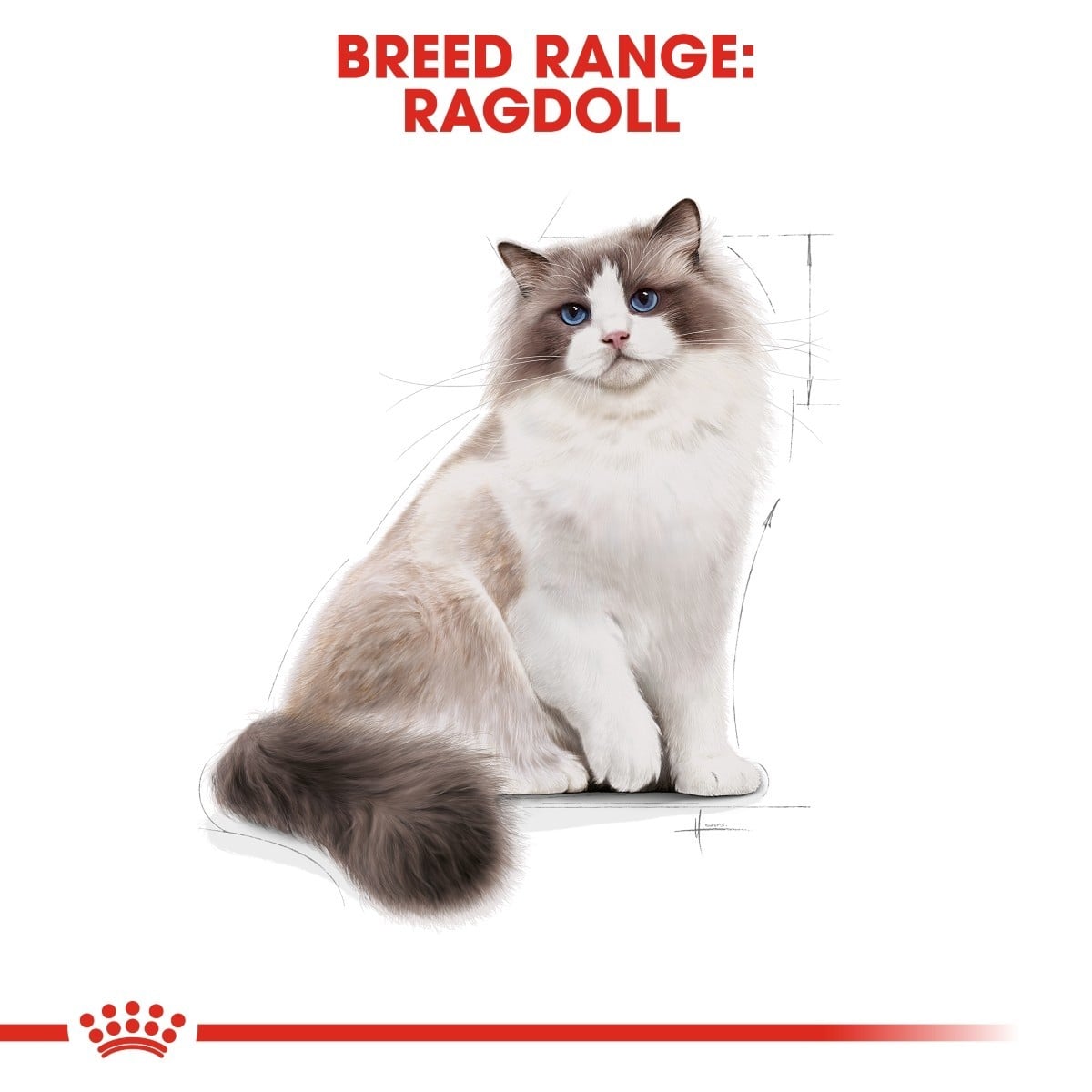 Ragdoll cat on a white background with breed range text above