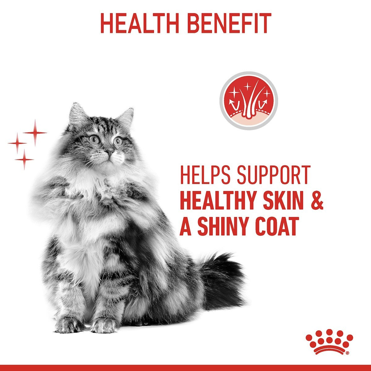 Cat with text about health benefits on a white background