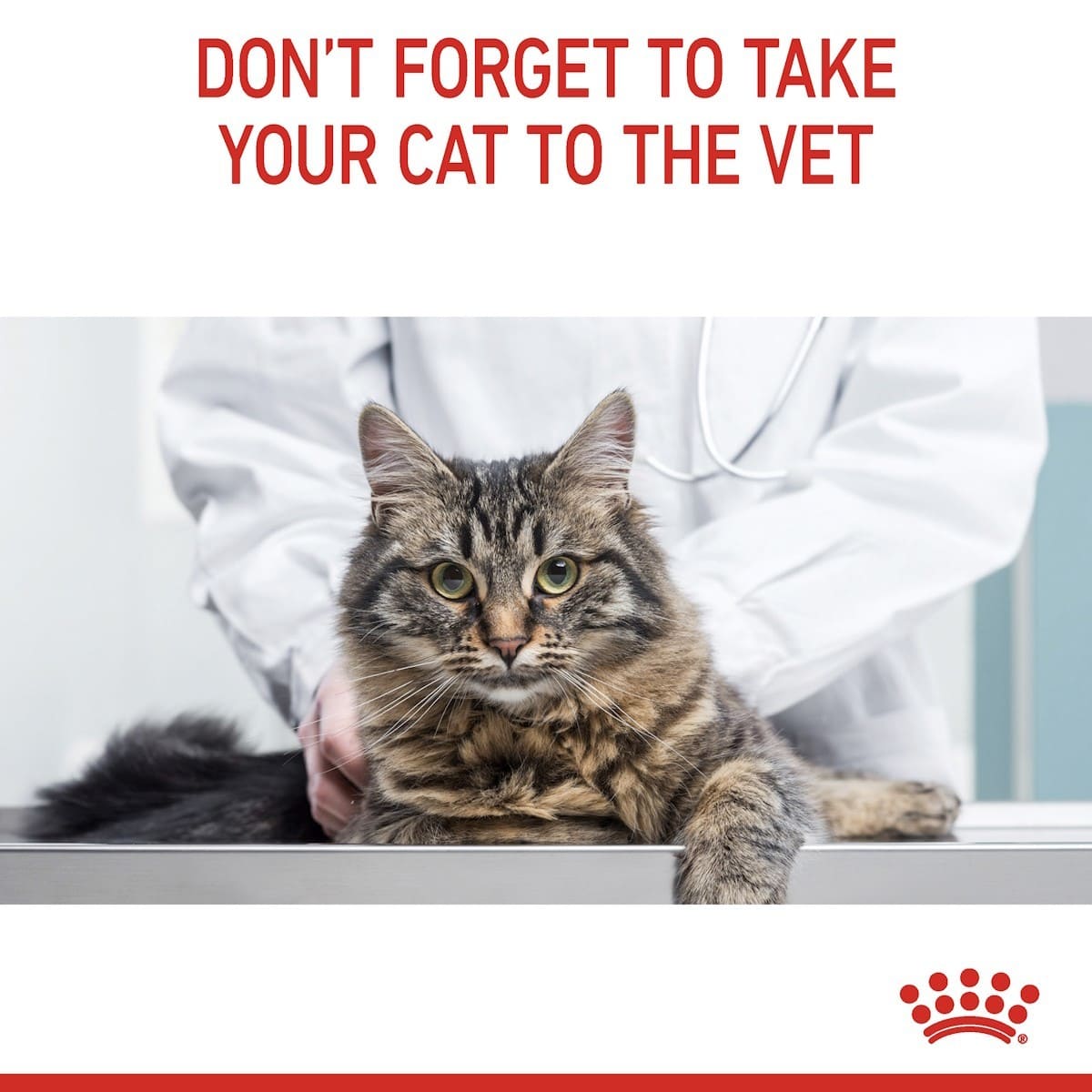 Cat being examined by a vet with text reminding to take cats to the vet, and a Royal Canin logo.