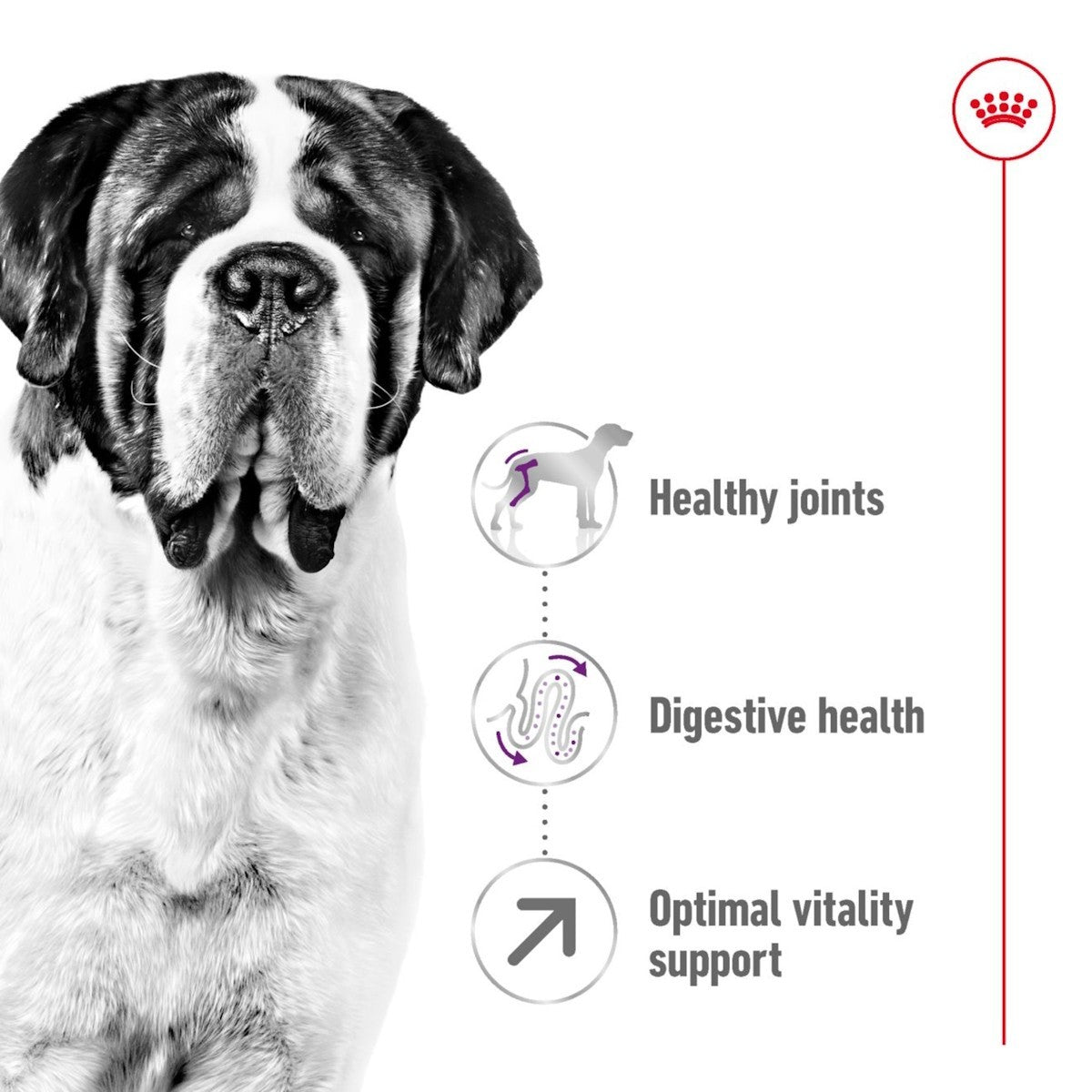 Black and white dog with health benefits listed on a white background