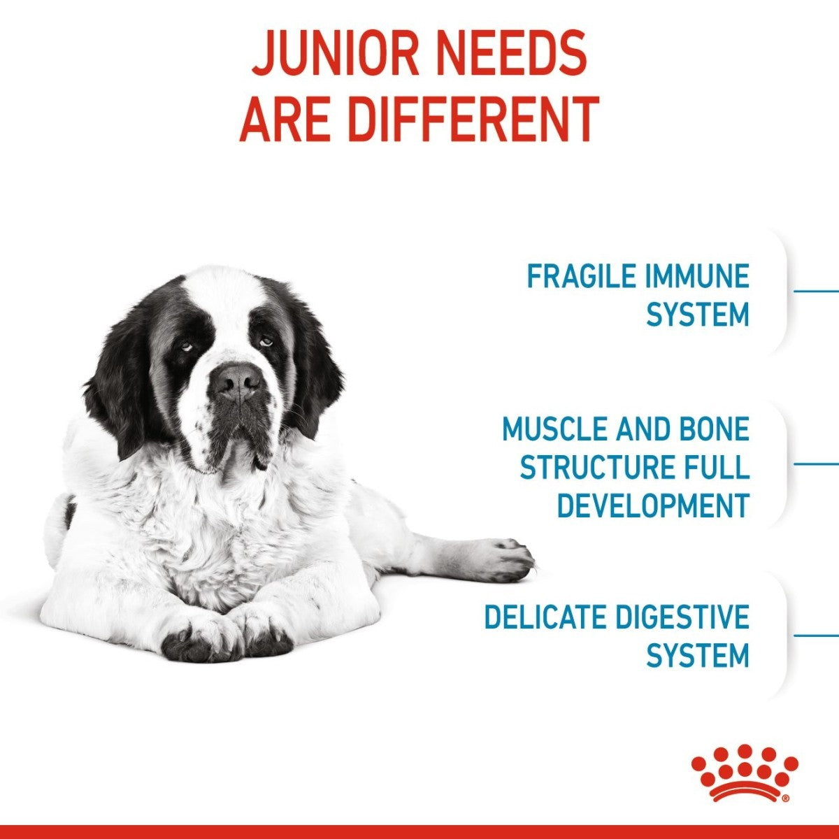 Dog with text about junior needs and a Royal Canin logo.
