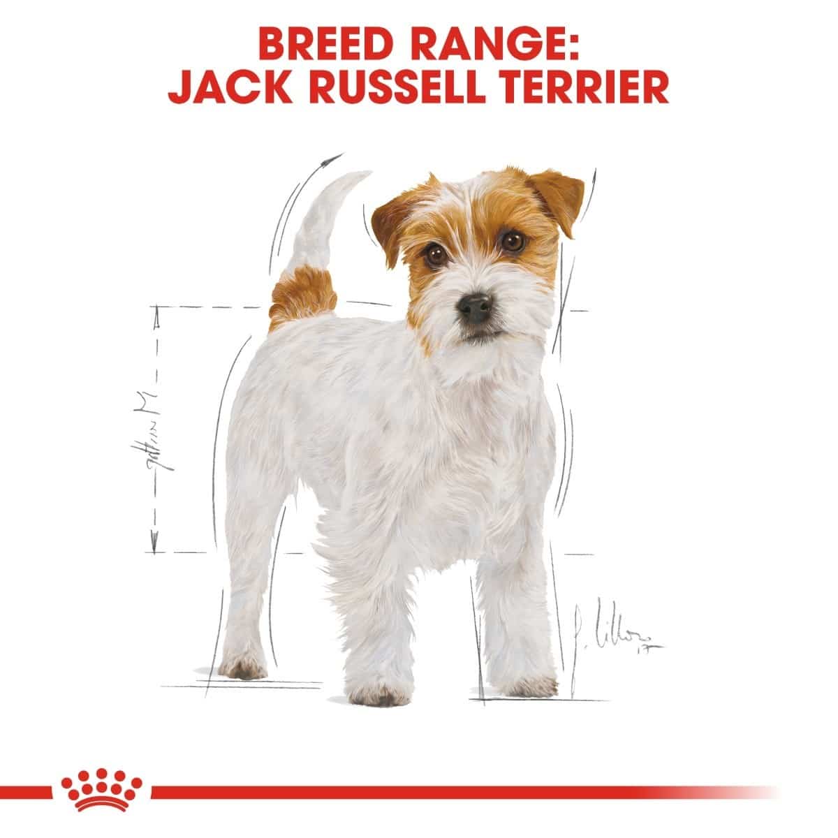 Jack Russell Terrier illustration with breed range text on a white background