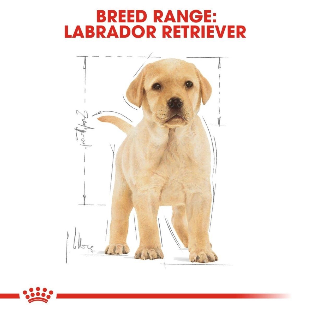 Labrador Retriever puppy with measurement chart on a white background