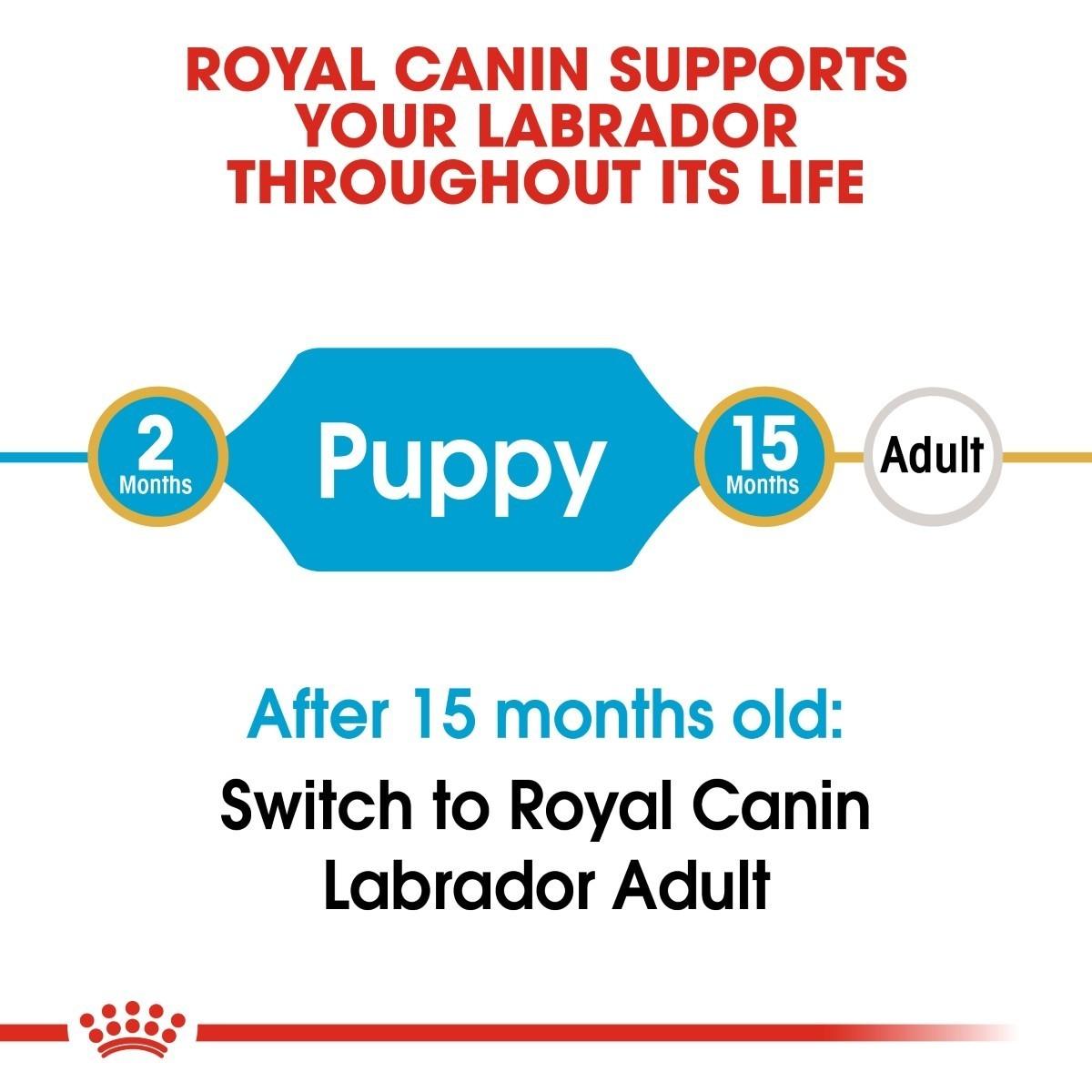 Royal Canin dog food packaging with text about puppy and adult stages and switching to Labrador Adult after 15 months.