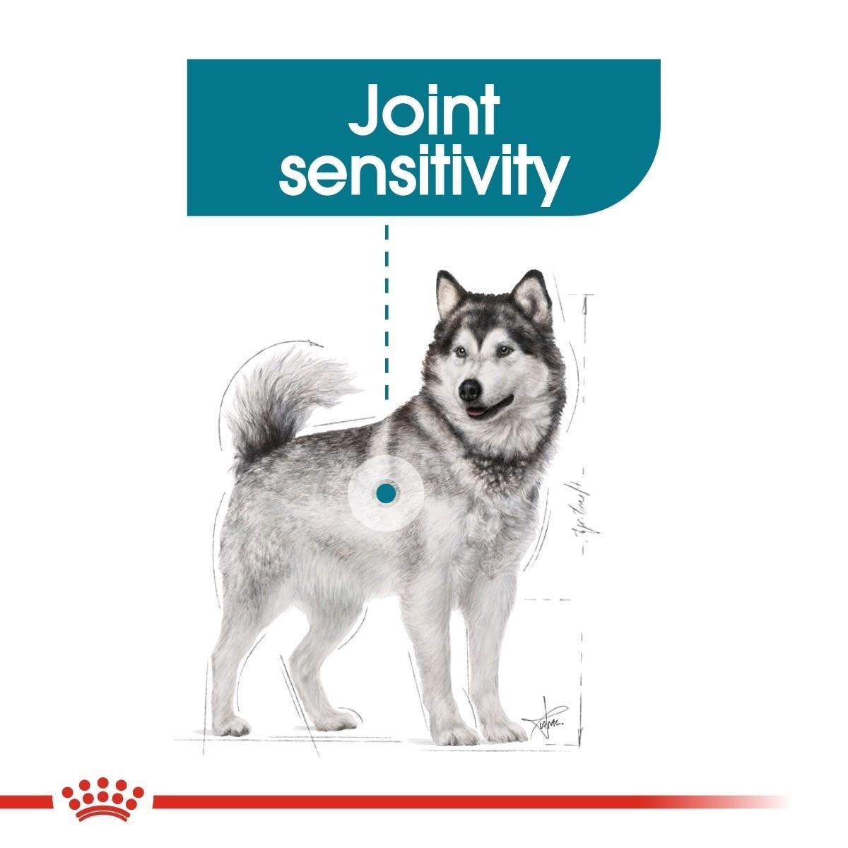 Dog with a focus on joint sensitivity and a brand logo at the bottom.