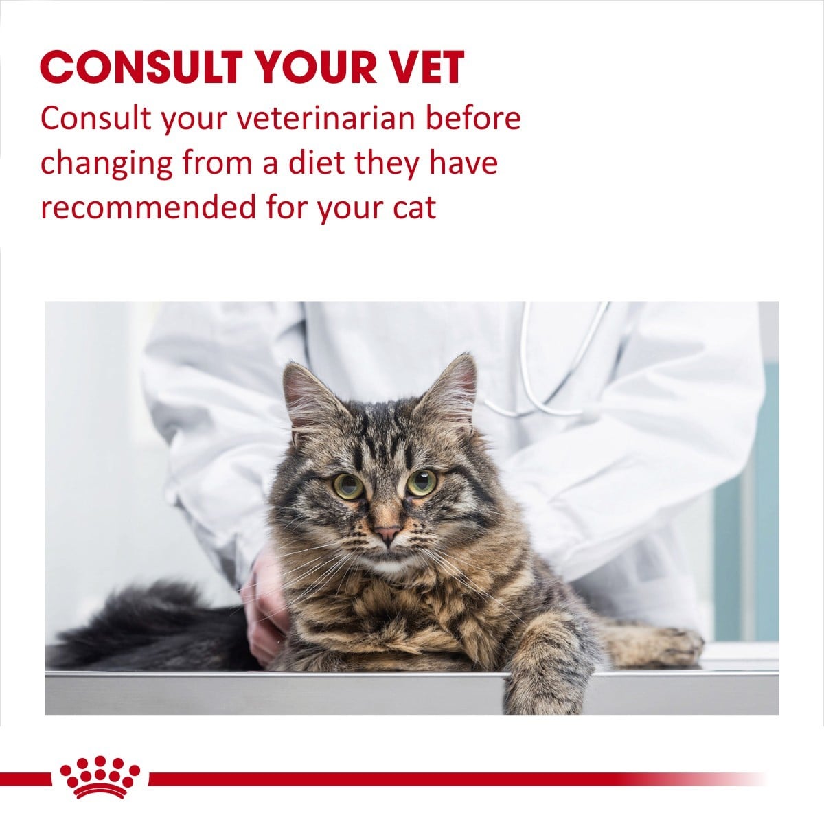 Cat being examined by a veterinarian with text advising to consult a vet before changing the cat's diet.