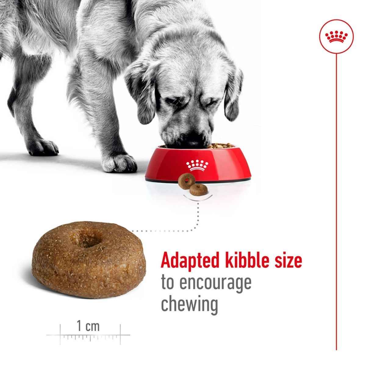 Dog eating from a red bowl with kibble, showing adapted kibble size.