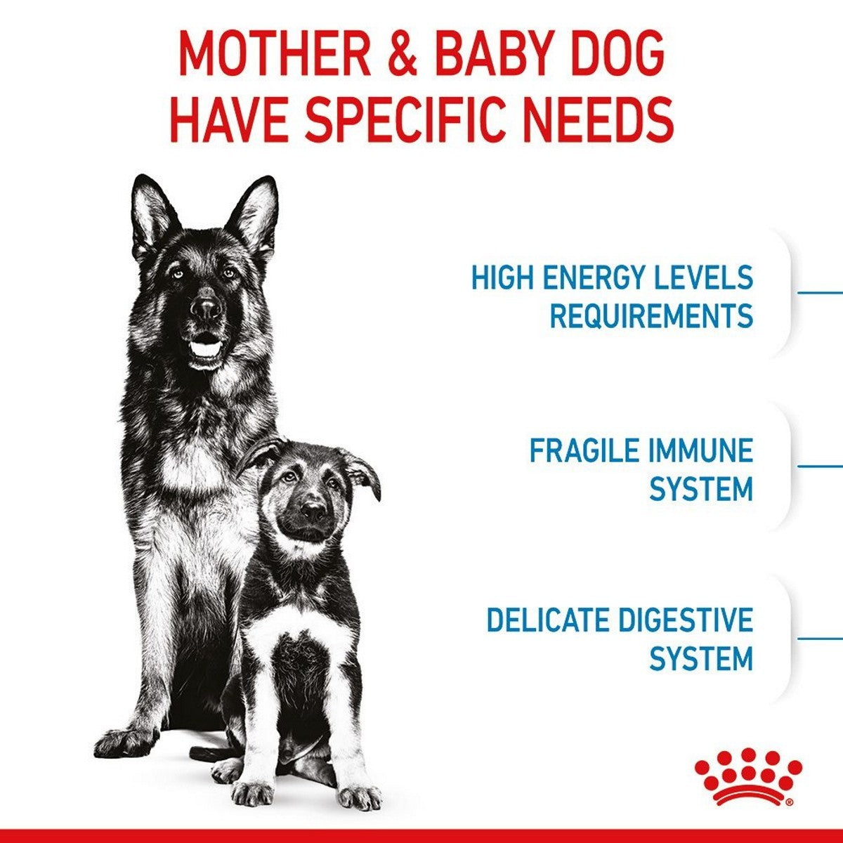 Two dogs with text about specific needs of mother and baby dogs on a white background.