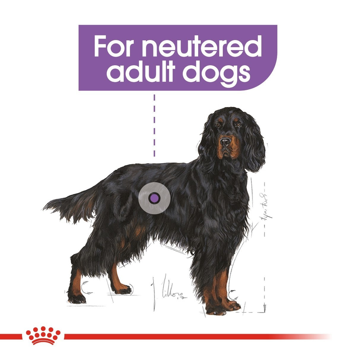 Illustration of a black dog with a purple label indicating 'For neutered adult dogs' on a white background.