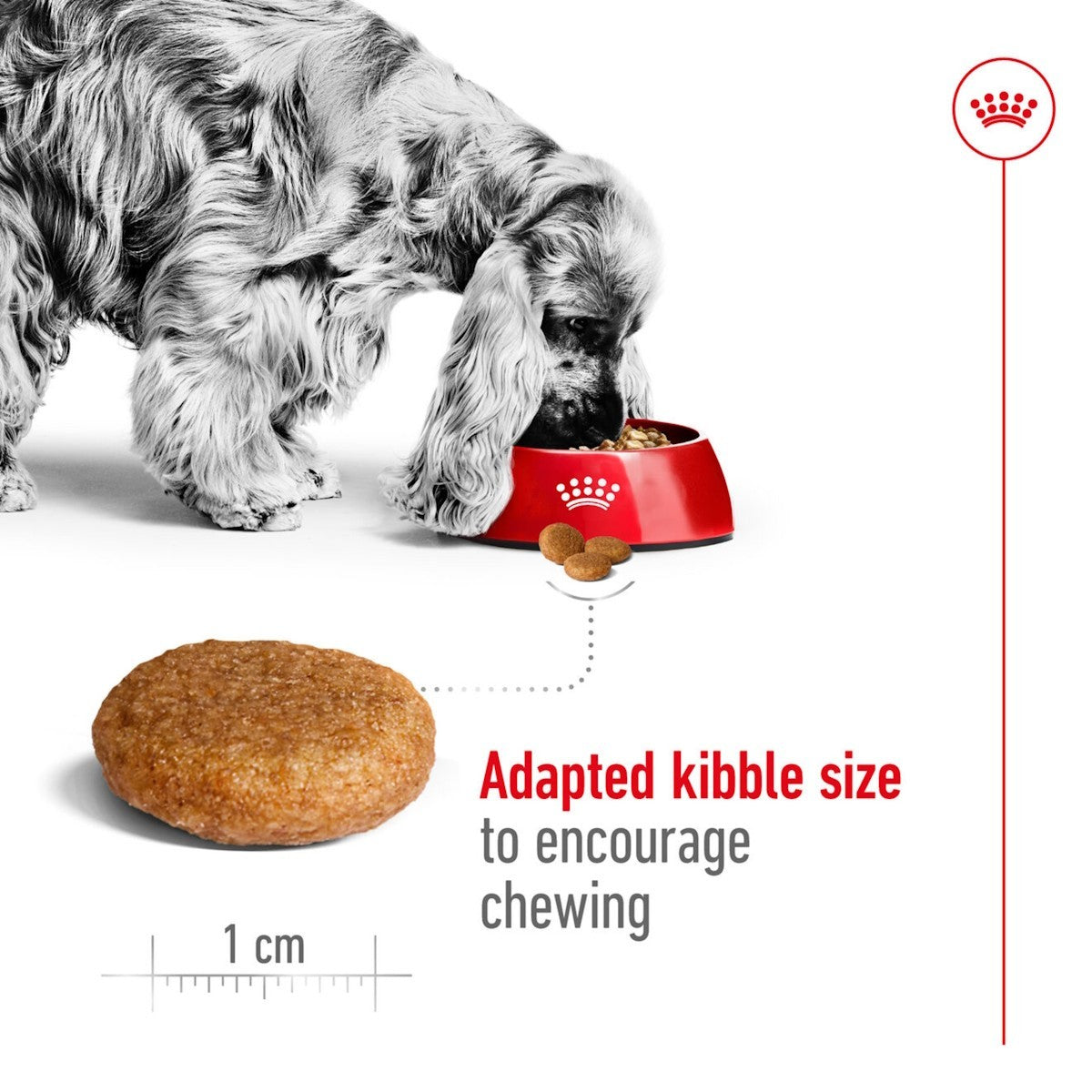 Dog eating from a red bowl with kibble and a measurement of 1 cm shown.