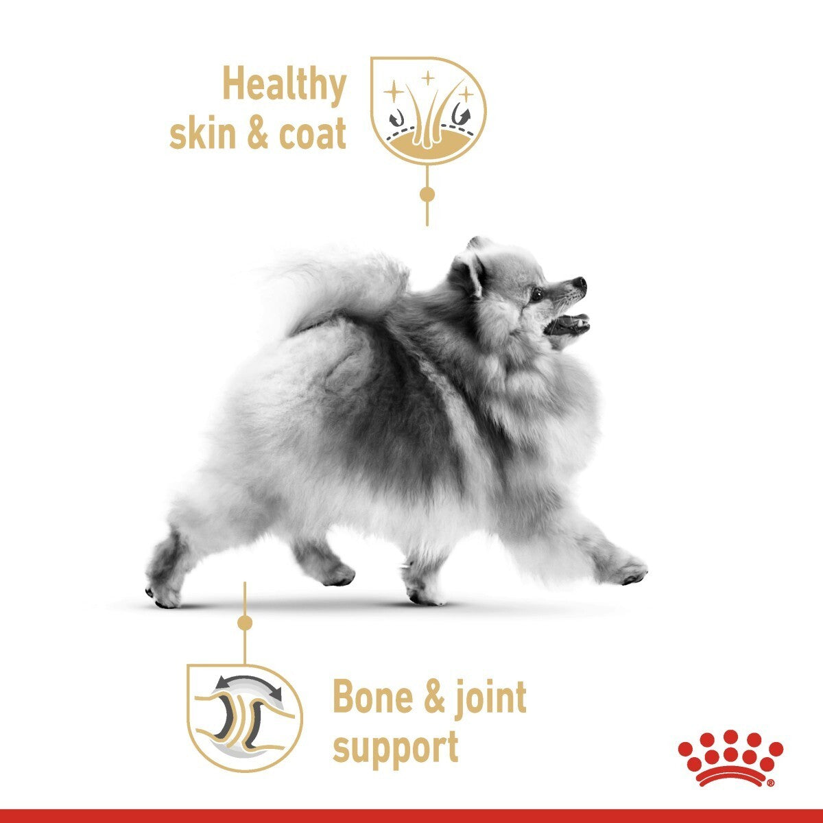 Dog with text 'Healthy skin & coat' and 'Bone & joint support' on a white background
